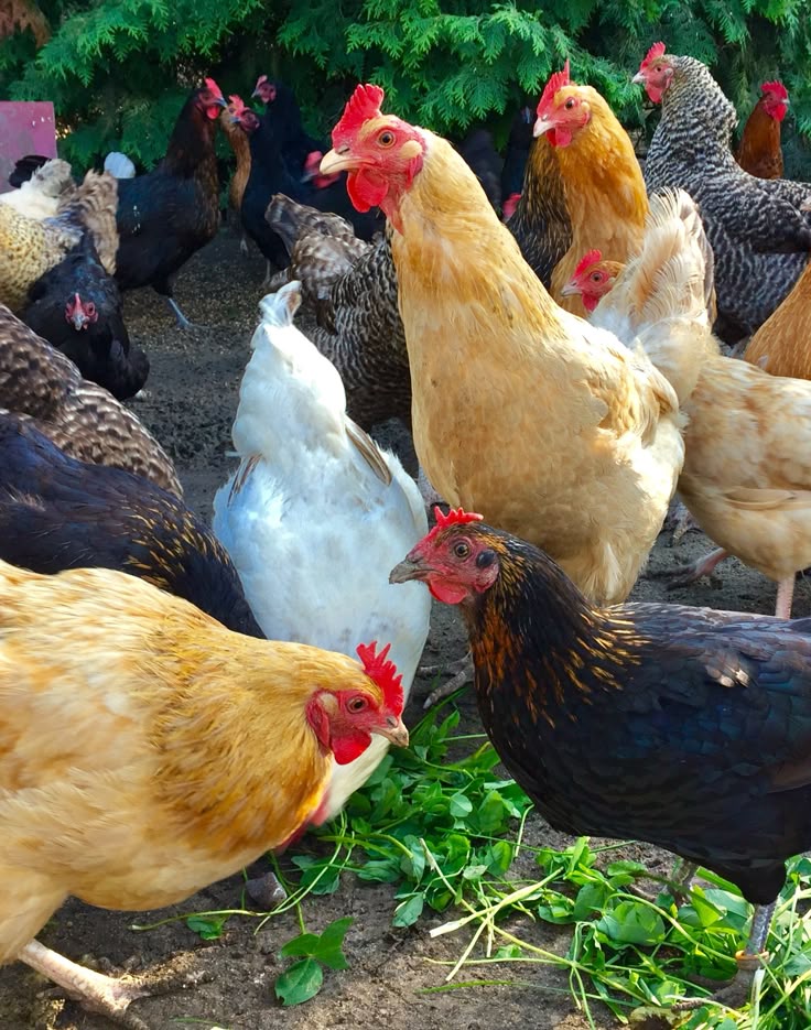 poules/coq