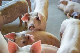 Cochon